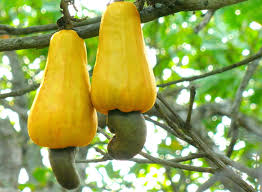 Here are some good fruit trees for zone 6 landscapes: What Your Favorite Produce Looks Like As It Grows Eat This Not That