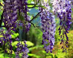 But you can easily attract more butterflies to drop in and linger longer, by making your garden into a feeding station. Wisteria Wisteria Spp Plants Candide Gardening