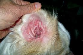 Image result for abscess dog's ear flap