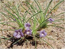 Image result for Aptosimum procumbens