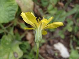 Image result for Crepis newii