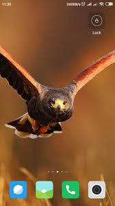 مشاكل مشتركة بين الهواتف الصينية الرخيصة وكيف تجنبها; Eagle Wallpaper 1 09 Download Android Apk Aptoide