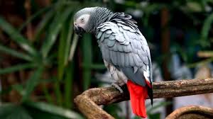 Let's go into african grey parrot lifespan and what you can do to make sure yours lives a very long and happy life. African Grey Parrot Species In Decline English Youtube