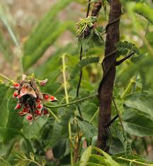 Image result for Abrus fruticulosus