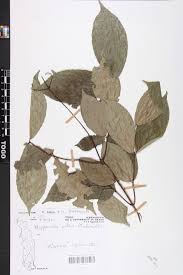 Image result for Hippocratea pallens