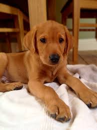 Michael And I Just Put Our Deposit In For One Of These Britishlab Redfox Red Lab Puppies Labrador Retriever Puppies Labrador Retriever
