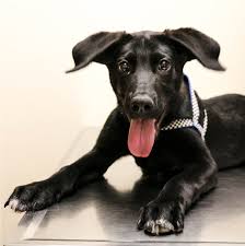 In michigan, lincoln park is ranked 150th of 1091 cities in animal hospitals per capita, and 61st of 1091 cities in animal hospitals per square mile. Veterinarian In Canon City Co Fourmile Veterinary Clinic