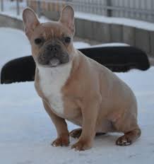 The french bulldog breed originally came to the united states with groups of wealthy americans who came across them and fell in love while touring europe in the late 1800s. French Bulldog Puppy For Sale In Millville Ma Adn 70398 On Puppyfinder Com Gender Female Age 3 Months Old French Bulldog Bulldog Puppies For Sale Puppies