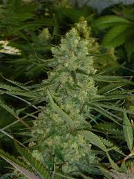 Maybe you would like to learn more about one of these? Grow Bigger Fatter Plants Cannabis Business Times