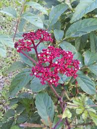 Image result for Leea