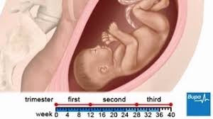 Te poti interesa la medicul tau la cate saptamani se face cezariana daca stii ca ai indicatie pentru acest tip de nastere, dar nici macar asa nu vei primi nici o garantie despre. Sarcina Pe Saptamani Calendarul Sarcinii