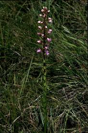 Image result for Brachycorythis velutina