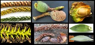 Image result for Araucariaceae