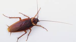 Get a chance to win free pest control products. Why Cockroaches Survive