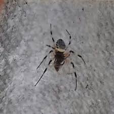 Spiders In South Africa Species Pictures