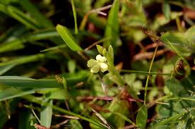 Image result for Striga asiatica