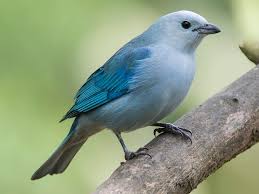 Image result for Triaspis lateriflora