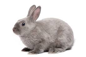 Free shipping, gift cards, and shop the end of season sale for up to 65% off dog deals, cat deals, and more. Rabbit Education Grants