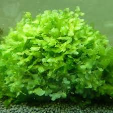 Image result for Lomariopsis hederacea