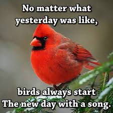Bird Bird Bird Is The Word Song Pin By Rcm On Inspirational Bird Quotes Inspirational Quotes Words