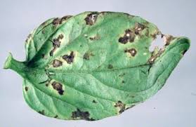 Image result for Pseudomonas syringae