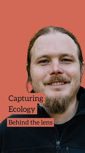 🐭Are hazel dormice (Muscardinus avellanarius) endangered in the UK?  📉Numbers of adult dormice counted in the National Dormouse Monitoring  Programme are in ongoing decline, amounting to an overall decline of 78%  over