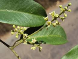 Image result for Embelia