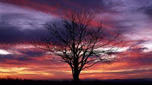 We did not find results for: 67 Cool Tree Backgrounds On Wallpapersafari