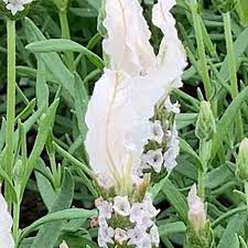Image result for Lankesteria alba
