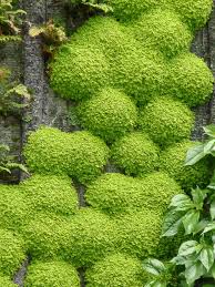 L Oasis D Aboukir Nouvelle Creation De Patrick Blanc Paris 2e Paris Cote Jardin Mur Vegetal Exterieur Patrick Blanc Jardin De Mousse