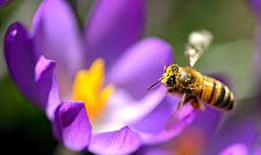 Check spelling or type a new query. How To Attract Bees And Pollinators To Your Garden Express Co Uk