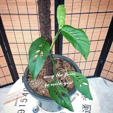 The monstera adansonii is nicknamed the swiss cheese plant for its many holes. Monstera Adansonii Var Laniata Furniture Home Living Gardening Plants Seeds On Carousell