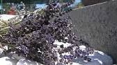 Slike od presano suhoo cvece slike od presano suhoo cvece Slike Od Presovanog Cveca Wmv My Pressed Flowers Art Youtube