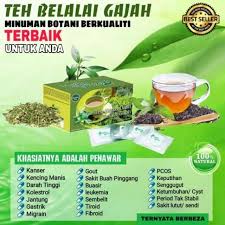 11 khasiat daun belalai gajah yang anda perlu tahu. Khasiat Daun Belalai Gajah Gambar Facebook