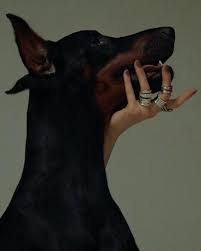 Pin On Woman Doberman Dogs And Puppies Doberman Dogs