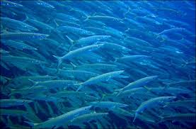 This sinister killer is nothing the barracuda is a predatory fish seen at the beginning of the film invading the reef where marlin and. Barracuda