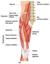 The purpose of these muscles is primarily. Pelvis Anatomy Muscles Anatomy Drawing Diagram