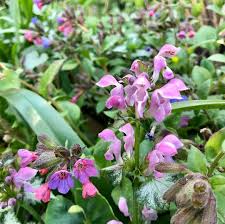 Frau Garten On Instagram Schon Zusammen Im Schattenbeet Lungenkraut Und Gefleckte Taubnessel Das Lungenkraut Ist Eine Tolle Fruhe Nahrungsquelle Fur H In 2020 Plants