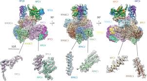 Choose from 226 different sets of flashcards about rna polymerase on quizlet. Structure Of Human Rna Polymerase Iii Biorxiv
