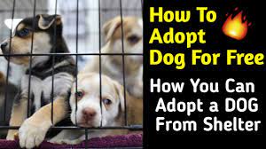 How to adopt a free dog. How To Adopt Dog For Free How You Can Adopt A Dog From Shelter Help Street Dogs Youtube
