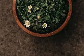 Moss rose and royal dewflower bloom in a variety of pastel shades. Hd Wallpaper Top View Photography Of White Daisy Flowers In Pot Green Succulent Plants Wallpaper Flare