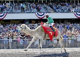 Emerald downs first opened its doors to race fans on june 20, 1996. Rocco Camel Emerald Downs