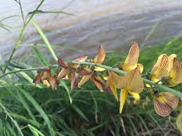 Image result for Tephrosia acaciifolia