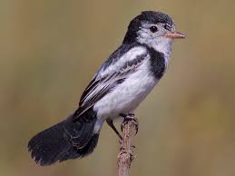 Image result for Alectra picta