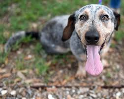 The higher a pet's rarity is, the more tasks you have to complete in order for them to level up to the next growth stage. Adopt A Pet Gulf Coast Humane Society Riverside California Eminetra