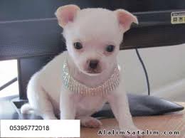 Satilik Sahibinden Luks Kucuk Chihuahua Yavrular 1084018 Alalimsatalim Com