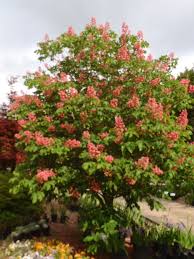 It is sometimes called spanish chestnut. Aesculus X Carnea Red Horsechestnut Ruby Red Horse Chestnut North Carolina Extension Gardener Plant Toolbox