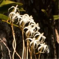 Image result for Ypsilopus erectus