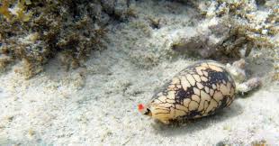 Image result for Conostomium