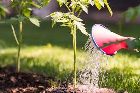 Easy steps for planting tomato plants in a container or backyard vegetable garden. Plant Tomatoes Deep The Secret To Your Best Harvest Ever Tomato Bible